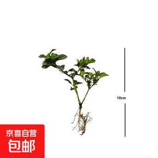 浓香型大盆牡丹栀子花四季开花卉绿植室内桌面盆栽净化空气吸甲醛 裸根试种1苗（不带盆） 高度20-25cm冠幅10cm