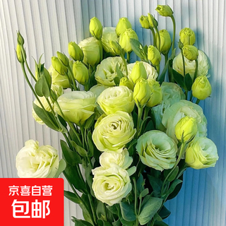 Lisianthus flower arrangement, kunming, yunnan, straight-haired home water culture, real mixed color, fresh-cut small bouquet, jd express, green lisianthus (20-30 buds)