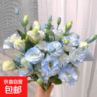 Lisianthus flower arrangement, kunming, yunnan, straight-haired, home-grown, real mixed color, fresh-cut small bouquets, jd express, crushed ice blue lisianthus (20-30 buds), sprayed with white lisianthus