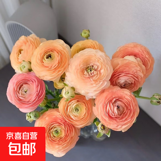 Peony specialty 12 base wholesale high-grade peonies fresh cut flowers yunnan fresh flowers bouquet peonies champagne color 10 branches + imported preservative