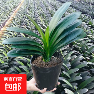 Large pot of clivia potted plant, precious national treasure-level flower seedlings, green plant, round-headed monk, indoor living room, easy to grow in all seasons. the shopkeeper recommends 8-11 leaves + soil and free fertilizer.