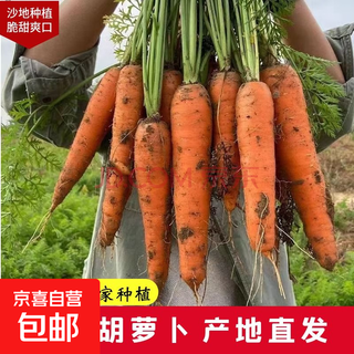 Dongdong maicai freshly dug carrots are shipped directly from the origin to the supermarket quality jd.com fresh carrots 2jin jin equals 0.5kg, including boxes
