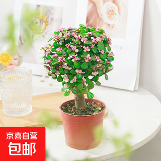 Ramas doradas y hojas de jade, plantas en macetas en la oficina, hermosas flores y plantas verdes, montones viejos, mesa de té de bonsái de hoja perenne, plántulas de montón viejas, ramas doradas de paleta, cultivo del suelo, maceta original del suelo (fertilizante 1), alrededor de 23-35 cm de altura