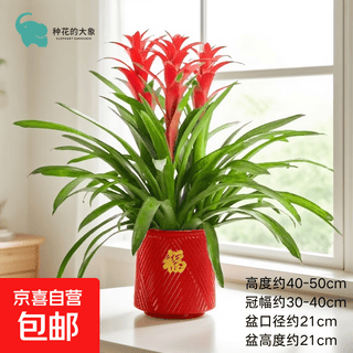 年宵花凤梨花盆栽春节装饰鸿运当头好养活年货过年绿植物花卉室内 3棵鸿运当头+红圆形几何花盆