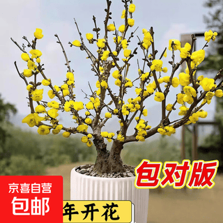 Цветки сливы в горшках Лаочжуан Сусинь зимне-сладкая красная слива бонсай во дворе на балконе морозостойкие растения цветы на открытом воздухе с сильным ароматом тип Сусинь зимне-сладкие 6-летние саженцы