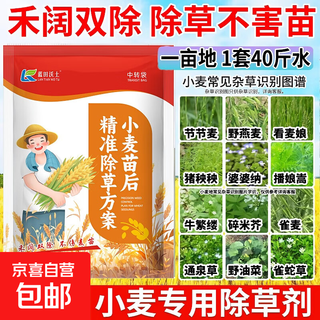 Herbicida de post-emergencia de trigo jiejie wheat and wild oats, kanmainiang hekuo doble matanza sin dañar las plántulas de trigo, paquete de deshierbe de trigo c paquete conjunto de 8 paquetes, elimina jiejie trigo, bromo, avena silvestre versión mejorada 1 juego