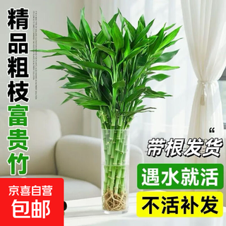 Lucky bamboo Водная культура Гостиная Гидропонное растение Горшечная почва с корнями для lucky Большой широколистный lucky bamboo Толстый бамбук Утолщенный бамбук 10 lucky bamboo trees с корнями высотой около 80 см