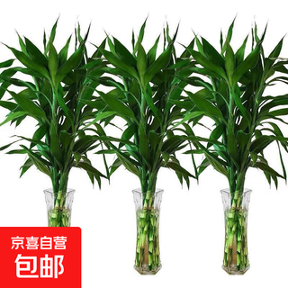 Lucky bamboo hydroponic flower transfer bamboo hydroponic plant potted guanyin four seasons indoor air purification 10 branches-65cm lucky bamboo standard