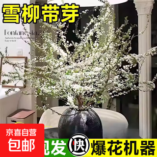 Snow willow fresh-cut fresh branches shipped with flower buds hydroponic plants potted green plants cold-resistant insert water to bloom flowers shipped with flower buds 60-80cm snow willow 6 branches