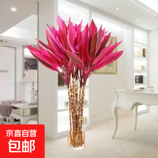 Lucky bamboo hydroponic flower transfer bamboo hydroponic plant potted guanyin four seasons indoor air purification 10 branches-65cm good luck standard