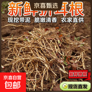 Jingxijia 25-year-old new roots, fresh houttuynia cordata folded root tender roots, cold seasoned roots, freshly dug pig nostrils with mud, washed folded roots 2jin jin equals 0.5kg, best-selling pack