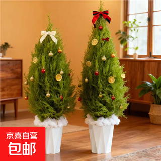Small fragrant pine christmas tree potted indoor living room and office green plants placed with green pine fun ornaments to purify the air. fragrant pine 70cm high diamond pattern flower pot 1 pot + christmas decorations placed with green pine
