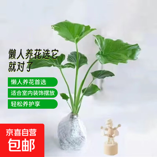 Dragon scale spring feather hydroponic plant paradise bird living room pothos potted flower rich bamboo monstera a good-to-grow green plant. fine spring feather 20-25cm 1 tree. free nutrient solution.