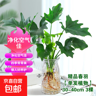 New year flower rich bamboo dragon scale spring feather hydroponic plant spring festival new year decoration pothos potted flowers green plant new year goods premium spring feather 30-40cm 3 plants free nutrient solution