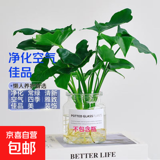 Dragon scale spring feather hydroponic plant paradise bird living room potted flower potted flower rich bamboo monstera easy to grow green plant fine spring feather 20-25cm 3 trees free nutrient solution