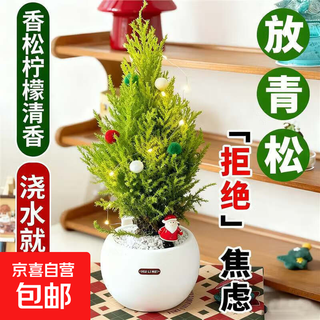 Small fragrant pine christmas tree potted indoor living room and office green plants placed with green pine fun ornaments to purify the air. fragrant pine 30cm high rock ball pot + christmas decorations placed with green pine cards