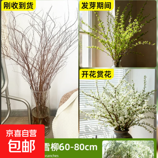 Special price snow willow dry branches, fresh branches, hydroponic stems and branches, potted plants, fresh cut flowers, new year's eve bouquets, branches, saplings, spray snowflakes 03 special offer, snow willow 60-80 cm, 8 branches + nutrient solution, pot not included