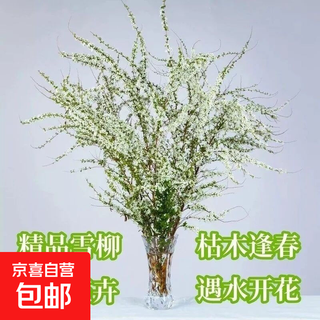 Snow willow fresh branches water-cultured flower arrangement pearl plum water-cultured dragon willow plant indoor flowers easy to feed green plants bloom when exposed to water snow willow fresh branches 60-70 cm / 20 pieces