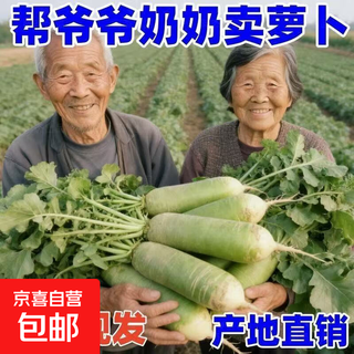 Fresh sandy green radish and white radish, freshly dug and discovered, farm-grown supermarket quality vegetables, green radish in box 1 jin jin is equal to 0.5 kg.