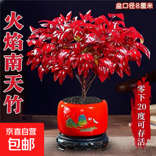 Flame nandina potted plant red and fiery new year's eve flower indoor living room decorations office green plant flowers flame nandina + red rising sun pot + round base + black sand