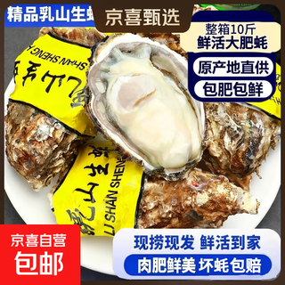 Fresh rushan oysters, fresh and authentic rushan oysters, 5 jin jin equals 0.5 kg box/10 jin jin equals 0.5 kg box, extra large freshly caught 5x extra large oysters (15-22 pieces per box) with box 10 jin jin equals 0.5 kg