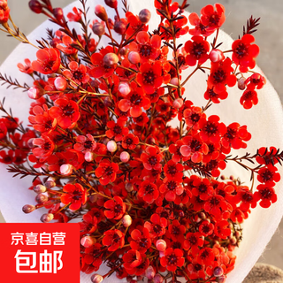 New year's eve flowers australian wintersweet flowers water-cultured real flowers flowering period yunnan base direct sales new hydroponic flower indoor color absorption_red wintersweet+white striped vase_preservative included vase