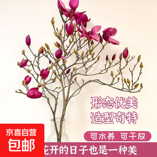 True magnolia hydroponic magnolia flower dried branches with buds fresh cut cold-resistant and easy to grow indoor plants purple magnolia 60-80cm red magnolia flower buds shipped 8 branches + fertilizer