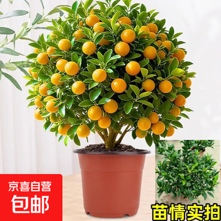 Kumquat tree saplings, potted annual oranges, edible crispy skin, four-season oranges, living room indoor and outdoor flowers and green plants, pure sweet bursting fruit, four-season kumquats 40-50cm (delivered with green fruits)
