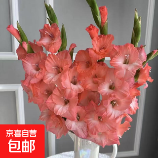 Gladiolus, pink tall flowers, water-raised flower arrangement, indoor office new year's eve flowers, freshly picked from guangzhou, 5 pink gladiolus