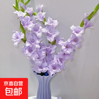 Gladiolus backgammon flowers hydroponic fresh cut flowers gladiolus valentine's day gift spring festival decoration new year's eve flowers gladiolus taro purple 3 branches (60-65cm)