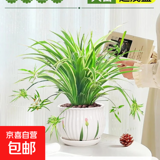 Phnom penh chlorophytum hanging plant is good for all seasons to feed green plants, indoor potted plants, living room balcony hanging basket to remove formaldehyde flowers, chlorophytum phnom penh large seedlings + ceramic pots for flowers and plants (fertilizer included)