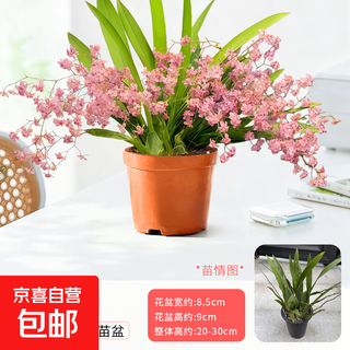 Perfume oncidium with buds potted indoor desktop cold-resistant dream fragrant orchid seedlings strong fragrance easy to grow flowers for lazy people red pink oncidium + original soil pot