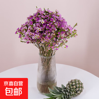 Australian wintersweet, new year's eve flowers, fresh cut flowers, household water-raised flower arrangements, yunnan straight hair flower bouquet, long-lasting real flowers, 1 bundle of pink wintersweet (approximately 200g)