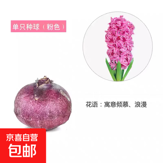 Hyacinth seed bulb hydroponics indoor and outdoor water-cultured flowers four-season potted plant soil culture set imported large flower seeds 1 hyacinth seed bulb pink excluding vase circumference 15 cm others