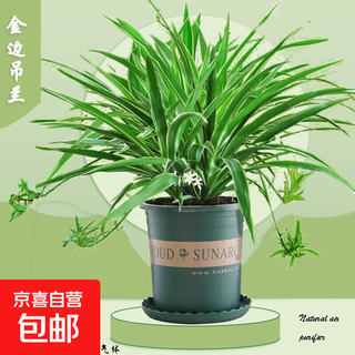 Phnom penh chlorophytum potted indoor air purifying green plant office living room balcony green plant phnom penh chlorophytum (gallon pot)