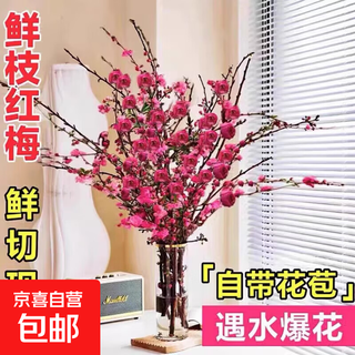 Hydroponic flowers, fresh cut branches with buds, dried wintersweet branches, red plum fresh flowers, easy to grow indoors, four-season flowering plants, 10 fresh-cut red plum branches 60-70cm + free nutrient solution _ bloom when exposed to water