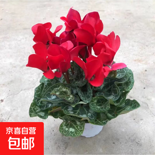 Cyclamen potted plants with flowers for the balcony, four-season flowering plant, double butterfly flower seedlings, good for raising cold-resistant flowers indoors, red with flowers, shipped with fertilizer (gallon pot), pot not included
