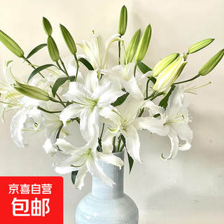Exclusive for live broadcast, 10 siberian single-petal lilies, 1 serving