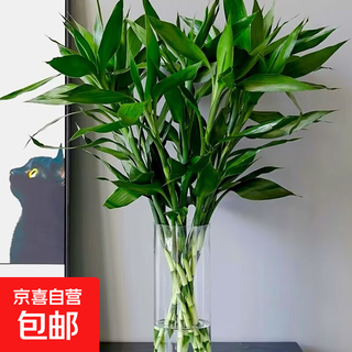 To attract wealth and bring good luck, hydroponic lucky bamboo furniture and office display green plants, free nutrient solution, hydroponic lucky bamboo, medium lucky bamboo 8 pieces, 70cm-75cm