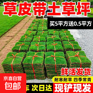 Turf soil real lawn with soil four-season green manila turf villa courtyard greening grass taiwan grass 0.5 square meters green grass buy 5 square meters and get 0.5 square meters