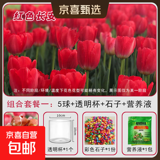 Cold-resistant hydroponic dutch tulips bloom in all seasons, potted flowers and plants, living room green plants and flowers are easy to grow, red changan (circumference 11/12cm) 5-ball glass hydroponic package