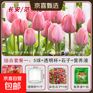Cold-resistant hydroponic dutch tulips bloom in all seasons, potted flowers and plants, living room green plants and flowers that are easy to grow chang'an/van yick (circumference 11/12cm) 5-ball glass hydroponic package