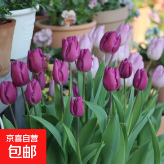 Imported dutch hydroponic tulip bulbs, indoor and outdoor water-cultured flower plant pots, four-season cold-resistant five-degree balls, purple 5-balls (circumference 8-10cm) + nutrient solution