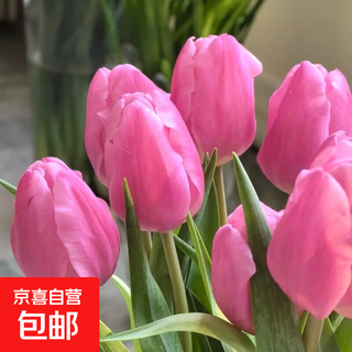 Imported dutch hydroponic tulip bulbs, indoor and outdoor water-cultured flower plant pots, four-season cold-resistant five-degree balls, pink 5-balls (circumference 8-10cm) + nutrient solution