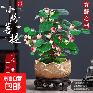 Bodhi tree potted small pan bodhi bonsai with fruit chinese zen desktop decoration indoor creative good green plant a grade multi-fruit - xiao pan bodhi (lotus purple clay pot + bottom support + moss)