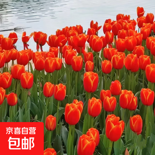 Imported dutch hydroponic tulip bulbs, indoor and outdoor water-cultured flower plant pots, four-season cold-resistant five-degree balls, true love 5-balls (circumference 8-10cm) + nutrient solution