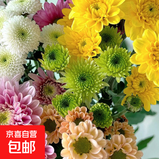 Flores de margaritas pequeñas especializadas base de yunnan cabello lacio salmón fresco ramo de crisantemo pequeño arreglo floral elevado en agua corte fresco color único al azar 5 margaritas pequeñas