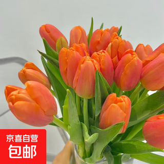 Imported dutch hydroponic tulip bulbs, indoor and outdoor water-cultured flower plant pots, four-season cold-resistant five-degree balls, orange 5-balls (circumference 8-10cm) + nutrient solution