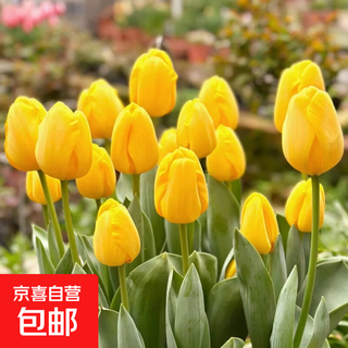 Imported dutch hydroponic tulip bulbs, indoor and outdoor water-cultured flower plant pots, four-season cold-resistant five-degree balls, yellow 5-balls (circumference 8-10cm) + nutrient solution