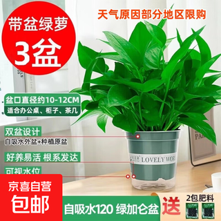 New house decoration to remove odor formaldehyde green radish wholesale potted indoor plants hydroponic green plant green basket 120# green gallon pot self-priming 3 pots + 2 fertilizers
